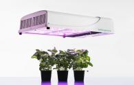 Alemanha lançou um novo plantas de iluminação LED