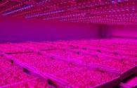 Japão aumentar gradualmente o número de fábrica de plantas de LED