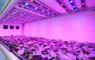 Plantas hortícolas Panasonic ativado LED de iluminação planta